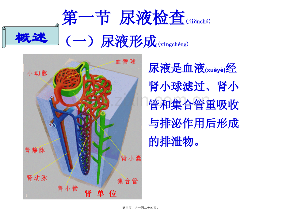 第四章-排泄物分泌物及体液检查1.ppt_第3页