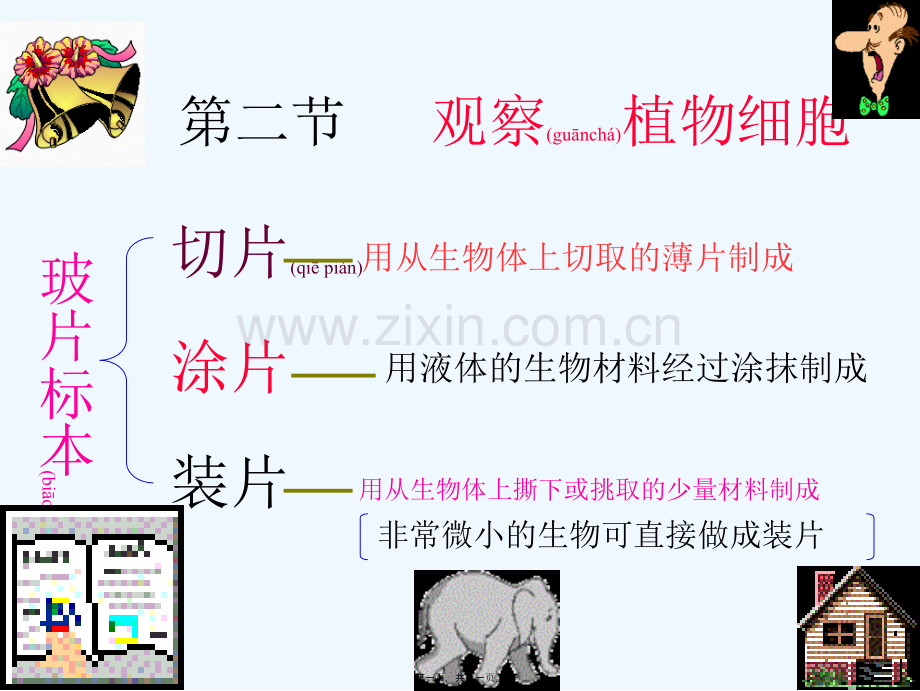 学术讨论—第二节观察植物细胞.ppt_第1页