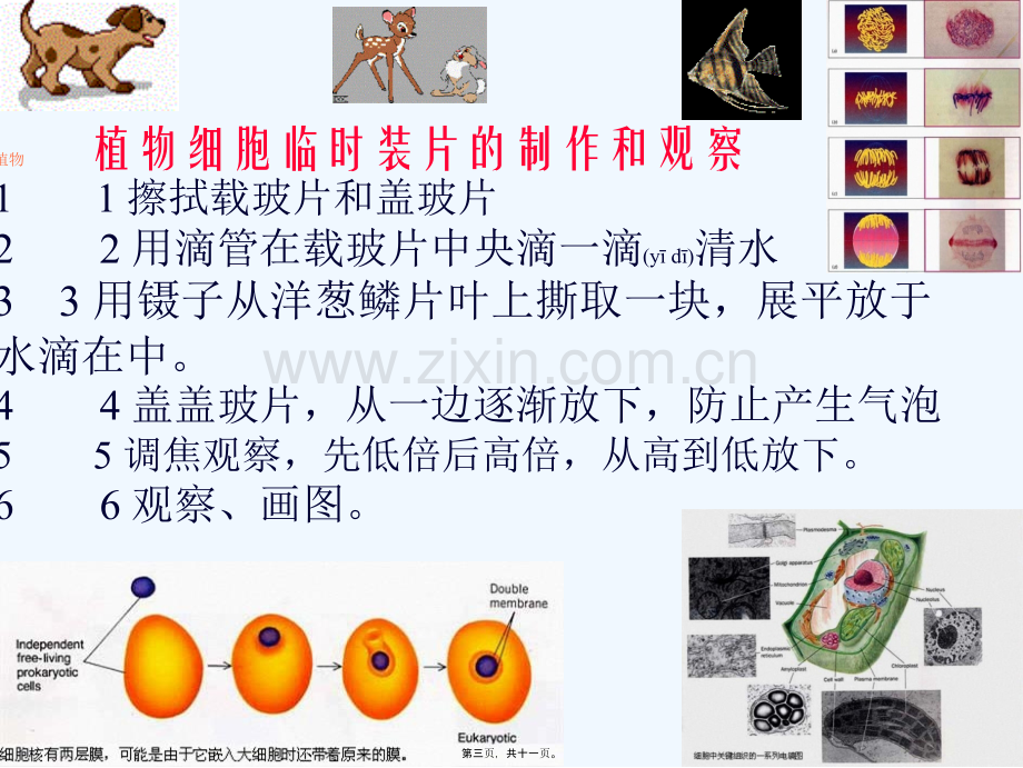 学术讨论—第二节观察植物细胞.ppt_第3页