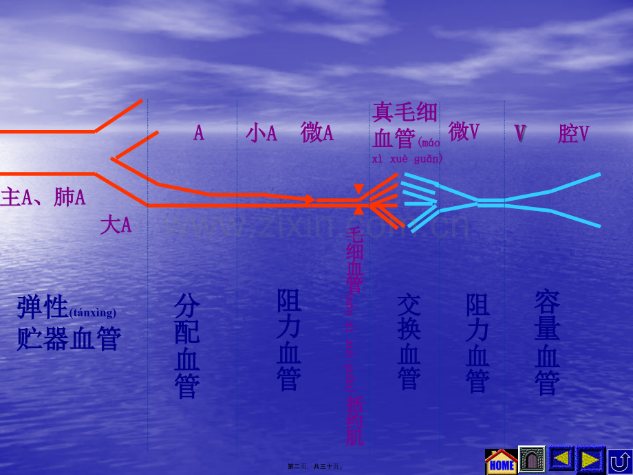 第二节--血管生理.ppt_第2页