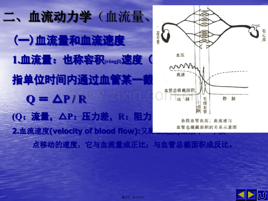 第二节--血管生理.ppt_第3页