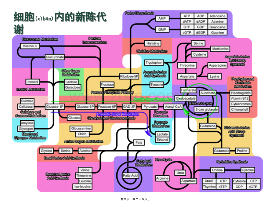 第五章-细胞的能量供应和利用-第一节酶.ppt_第3页