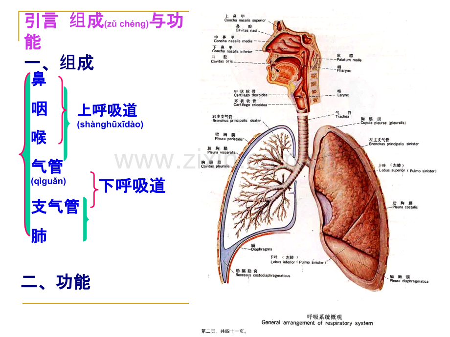 学术讨论—第六章---呼吸系统.ppt_第2页