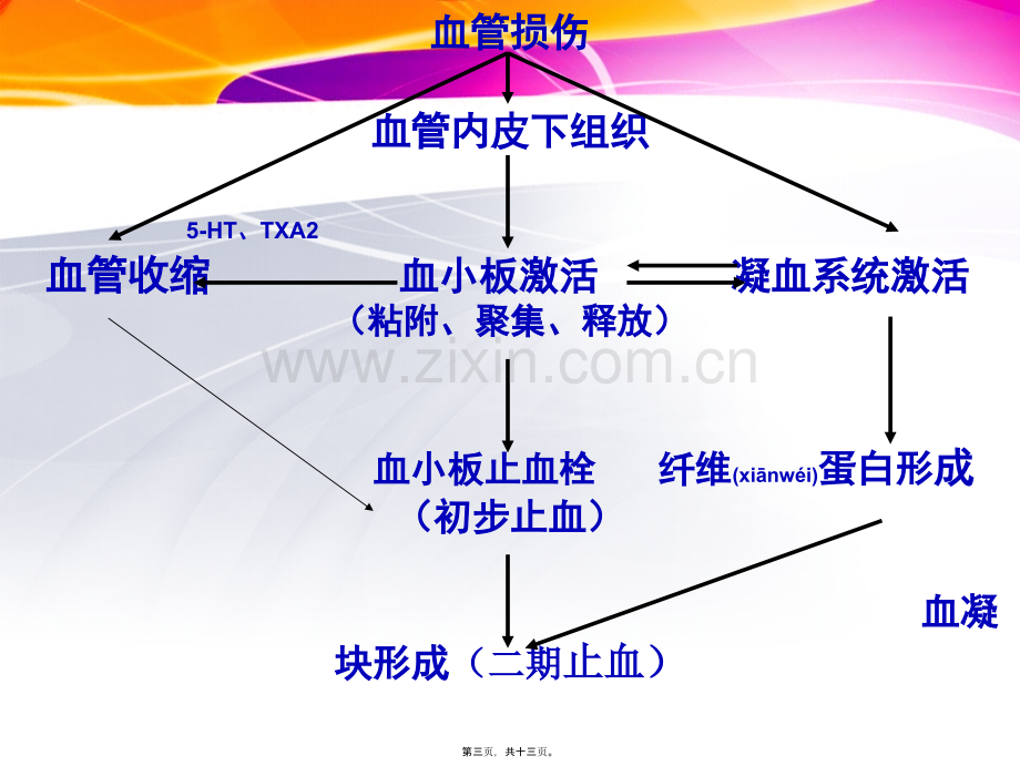 第三节--生理性止血.ppt_第3页