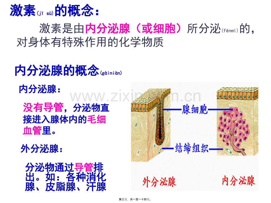 第三节--高等动物的内分泌系统与体液调节2012.ppt_第3页