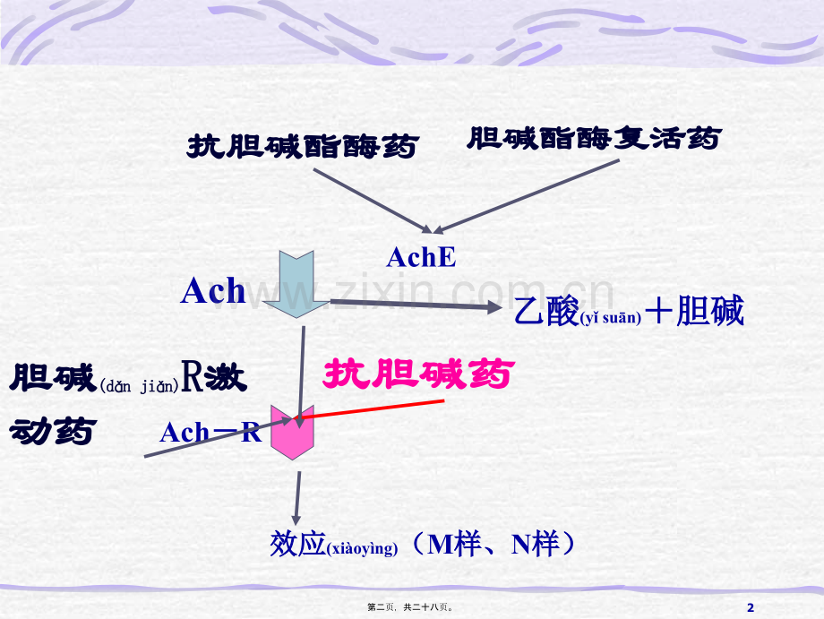 第八章-抗胆碱药.ppt_第2页