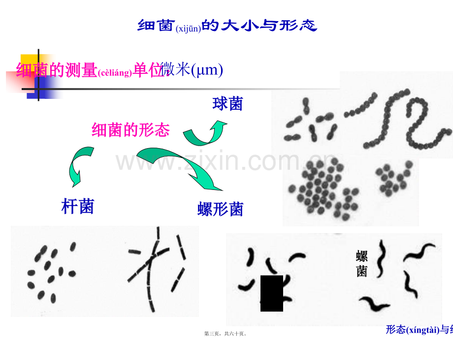 第二章：细菌的基本性状--细菌形态学.ppt_第3页