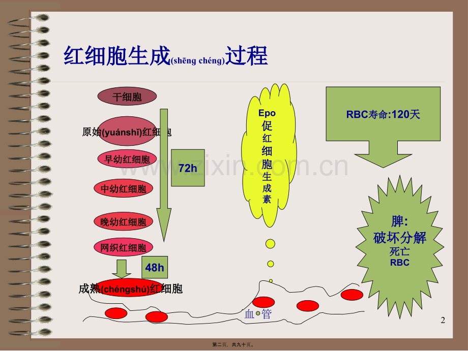 第二章-血液一般检验-红细胞检验2013.2.28.ppt_第2页