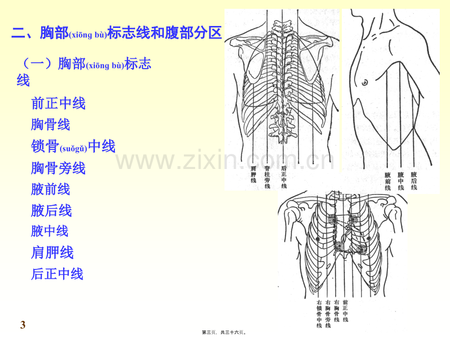 第四章-内脏学总论+第五章-消化系统.ppt_第3页