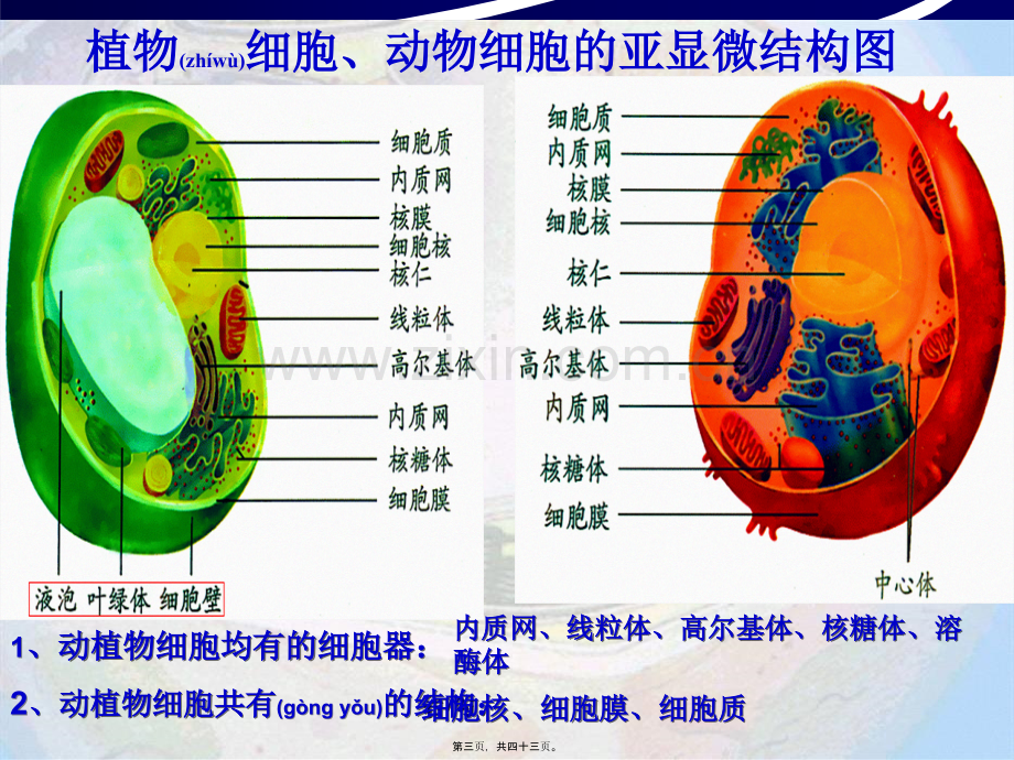 第二节细胞器-系统内的分工合作125.ppt_第3页