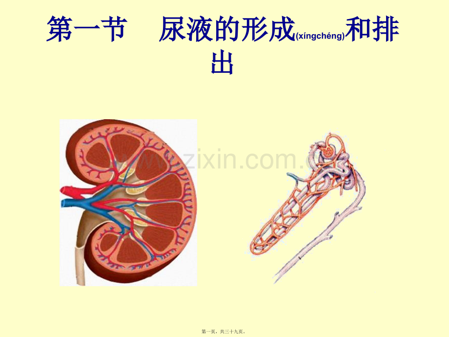 第四章-第一节-尿液的形成及排出.ppt_第1页