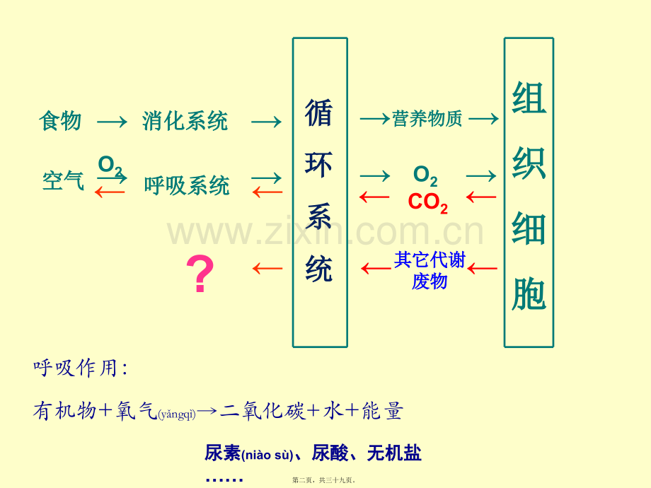 第四章-第一节-尿液的形成及排出.ppt_第2页