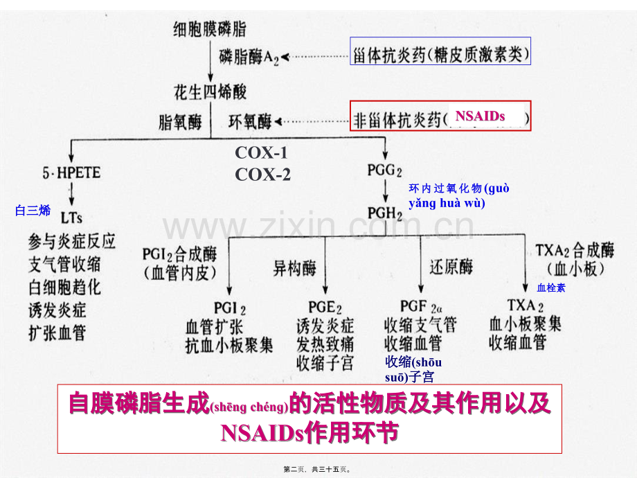 第十六章-解热镇痛抗炎药.ppt_第2页