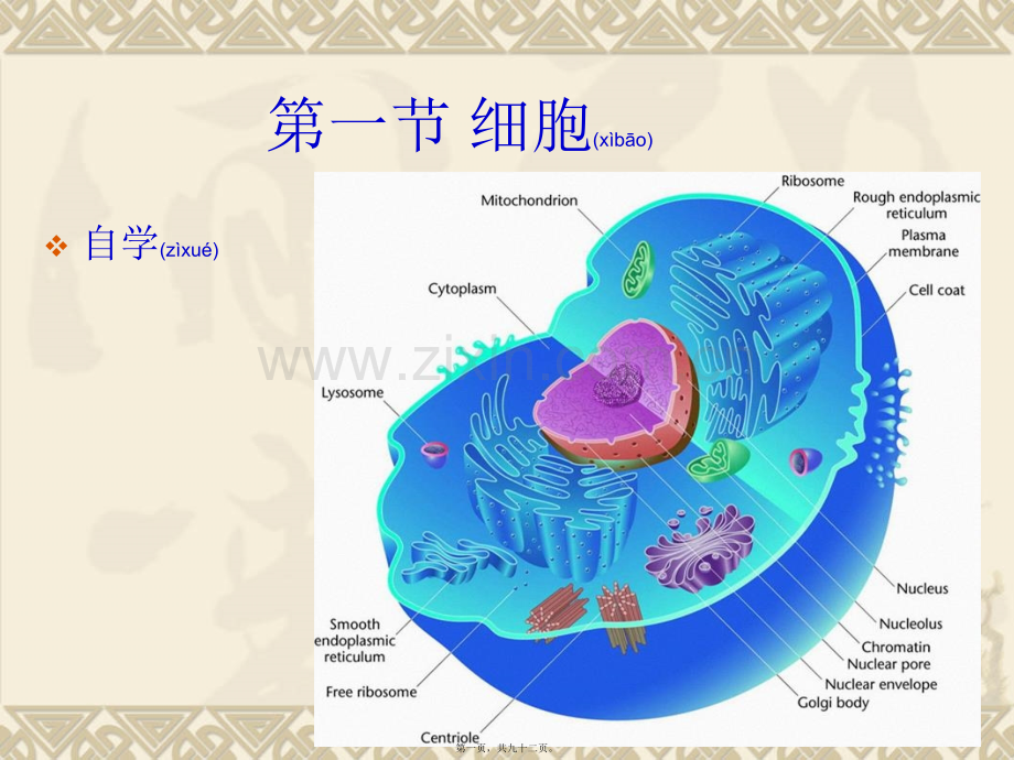 第二章遗传的细胞学基础.ppt_第1页