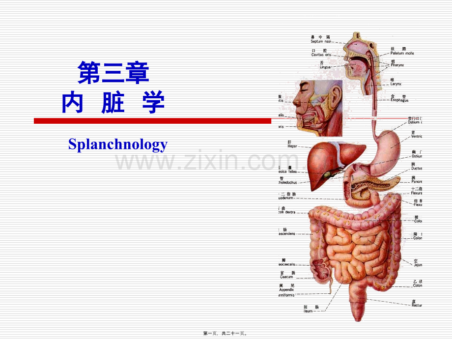 第三章--内脏学.ppt_第1页