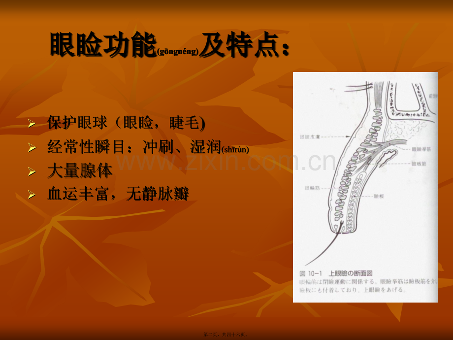 第三章-眼睑病.pptx_第2页