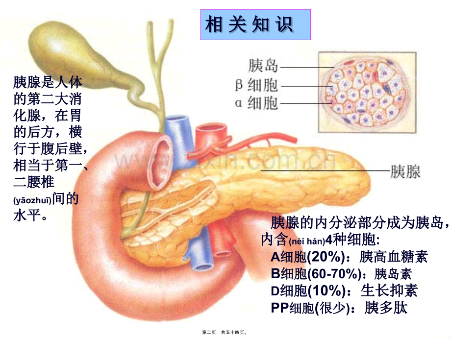 第二十八章-胰岛素及口服降糖药.ppt_第2页