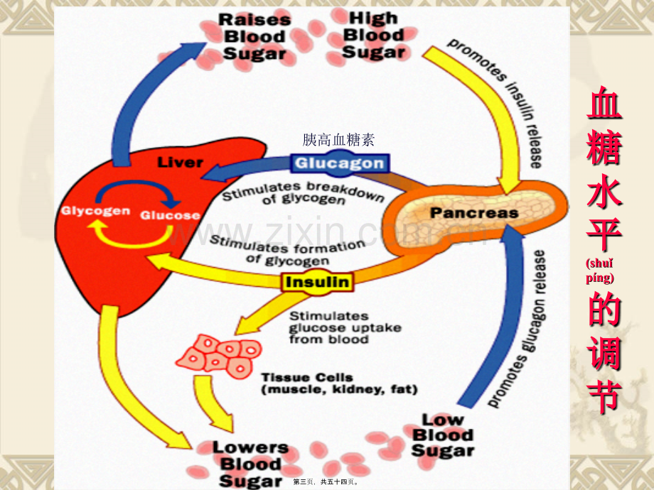 第二十八章-胰岛素及口服降糖药.ppt_第3页