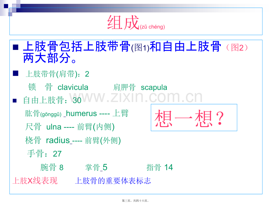 第五讲--上肢骨2.ppt_第3页