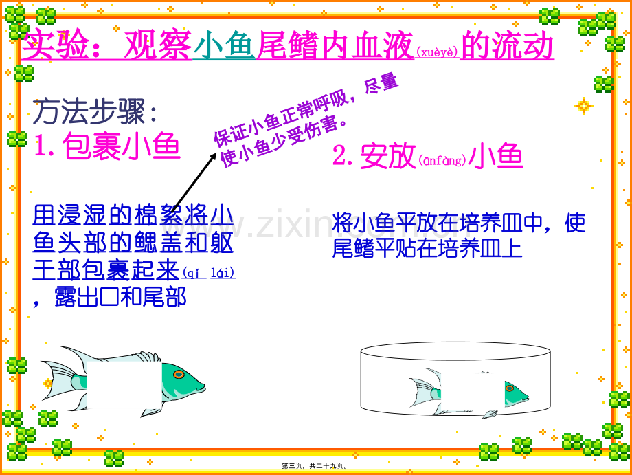 第二节血流的管道--血管.ppt_第3页