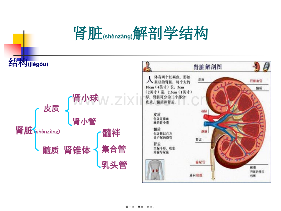 第二十四章--利尿药.ppt_第3页