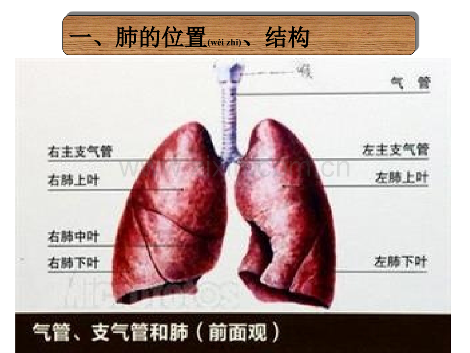 第二节-发生在肺内的气体交换ppt.ppt_第2页