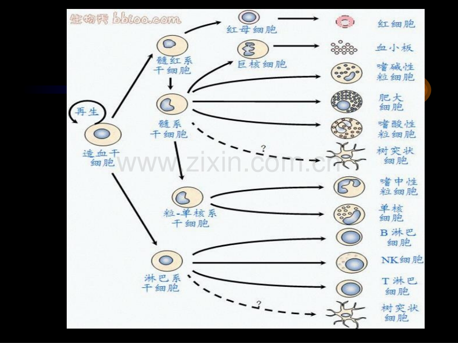 第五章-免疫细胞.ppt_第2页