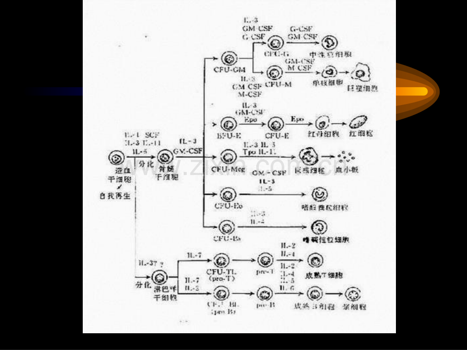 第五章-免疫细胞.ppt_第3页