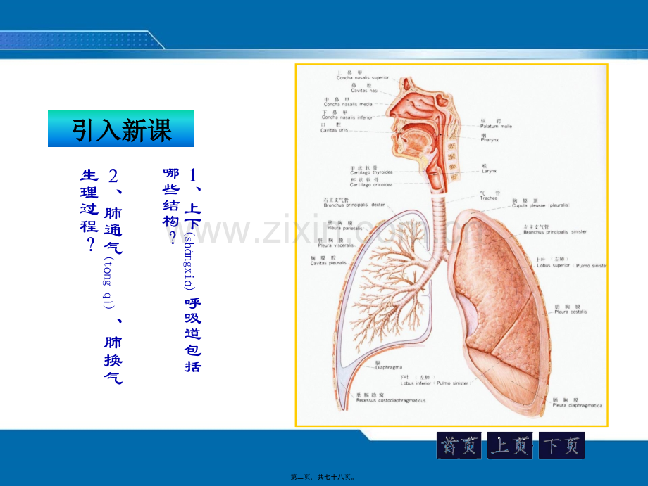 第二次课--咳嗽咳痰、咯血、发绀、呼吸困难评估.ppt_第2页