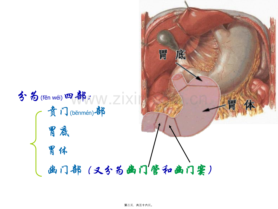 第三节-胃内的消化.ppt_第2页