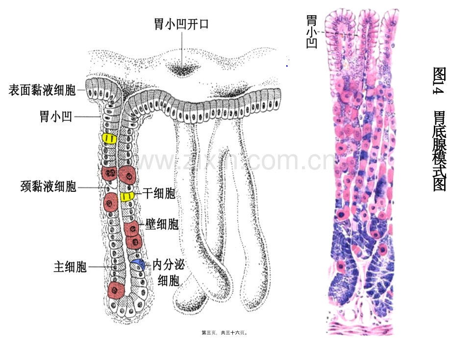 第三节-胃内的消化.ppt_第3页