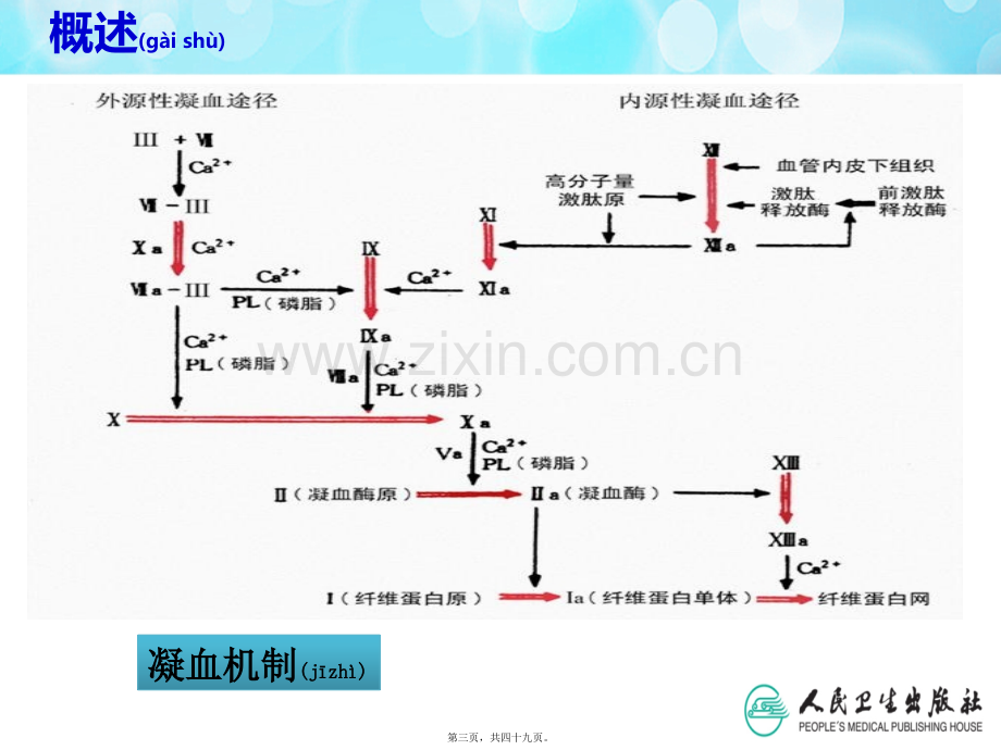 第五节-血栓与止血一般检验.ppt_第3页