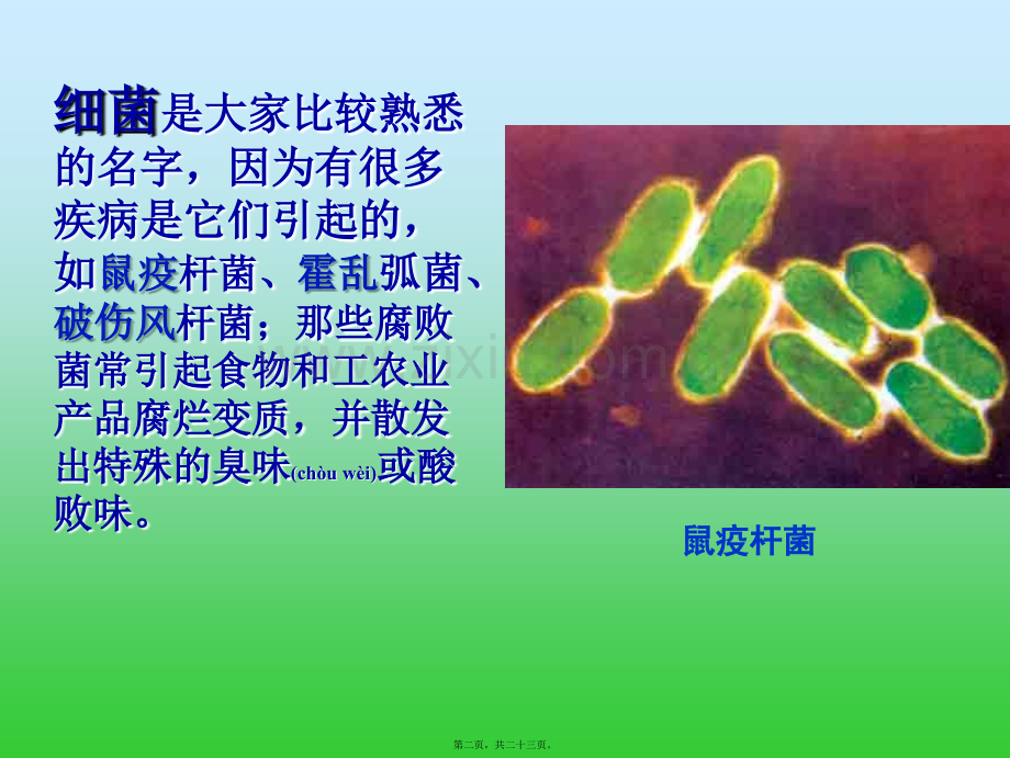 第二节细菌-PPT.ppt_第2页