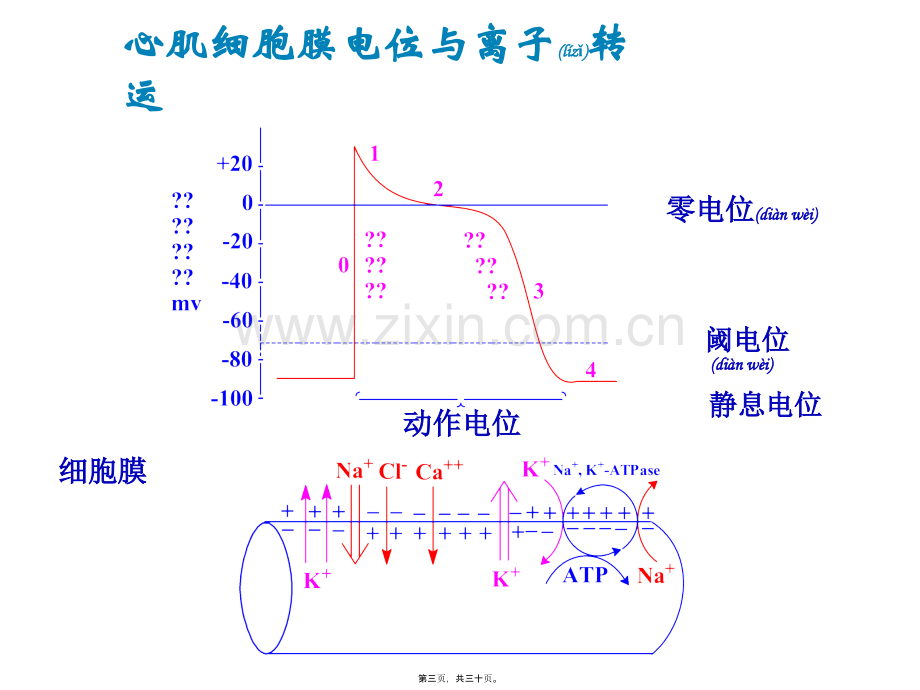 第十二章抗心律失常抗心绞痛强心药.ppt_第3页