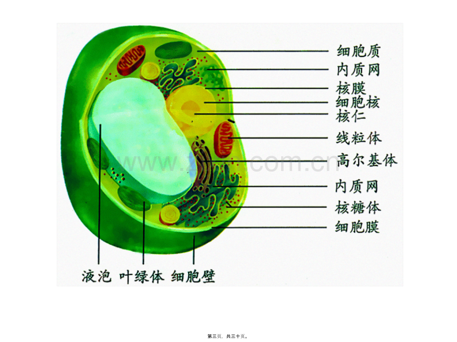 学术讨论—第三章第二节-细胞器——系统内的分工合作-修改.ppt_第3页