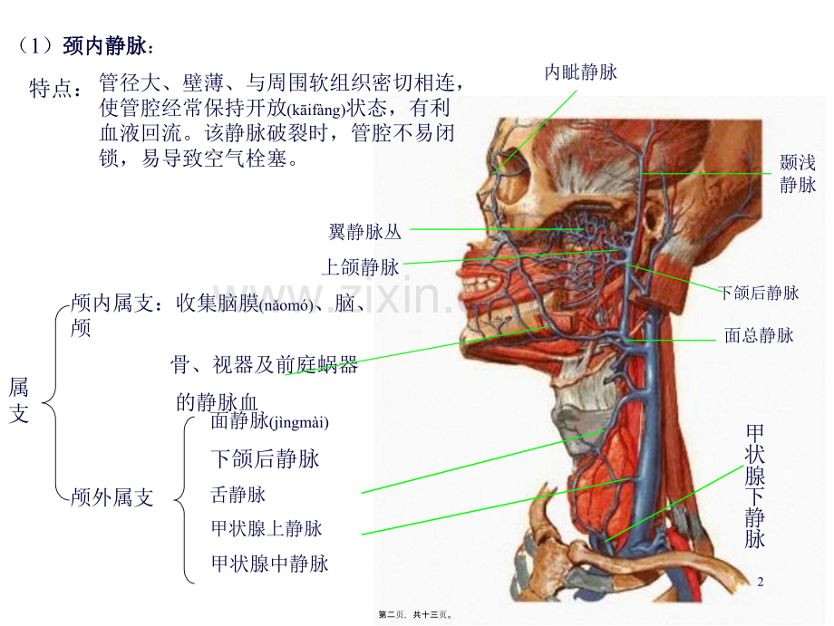 学术讨论—第四节-静脉.ppt_第2页