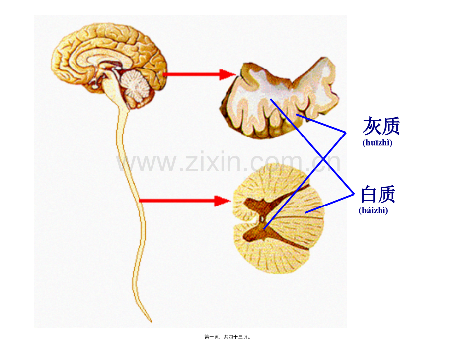 第三节人脑的结构与功能.ppt_第1页