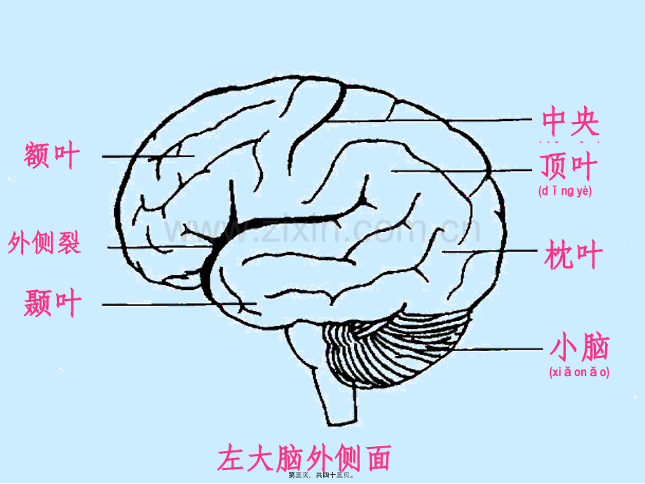 第三节人脑的结构与功能.ppt_第3页