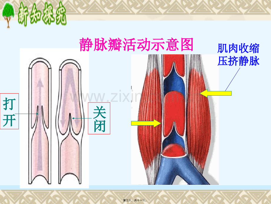 第二节血管.ppt_第3页