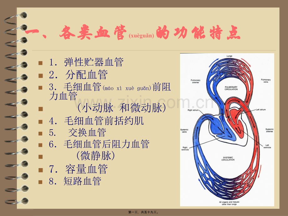 第四章-循环系统(血管生理).ppt_第1页