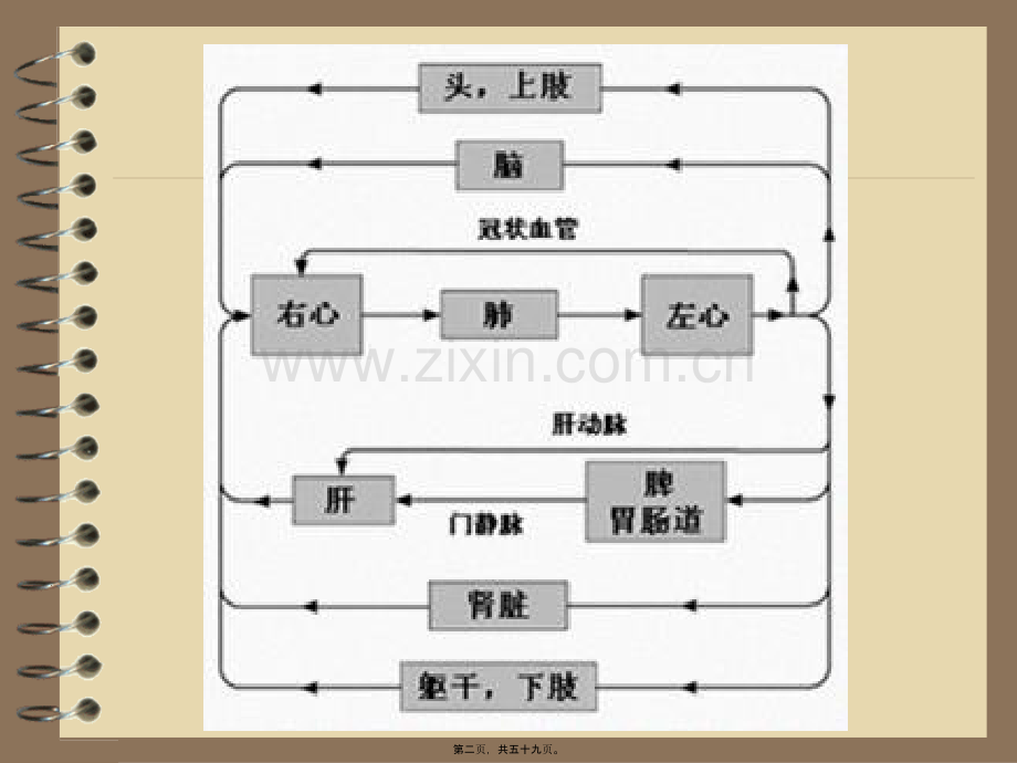 第四章-循环系统(血管生理).ppt_第2页