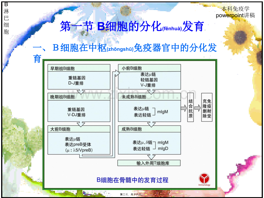 学术讨论—第九章-B淋巴细胞2009.01.ppt_第2页