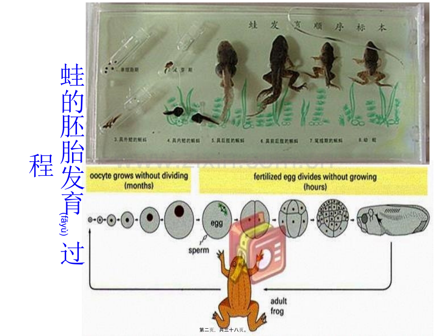 第十五章-细胞分化与胚胎发育概况.ppt_第2页