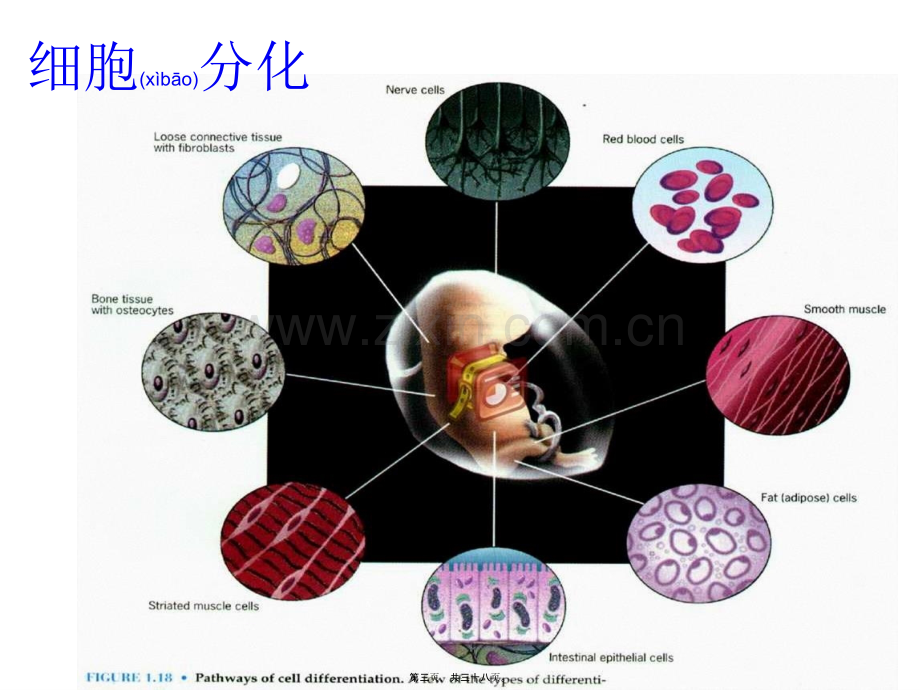 第十五章-细胞分化与胚胎发育概况.ppt_第3页