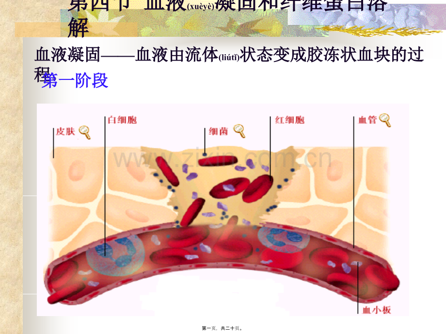 学术讨论—第三篇.血液(2).ppt_第1页