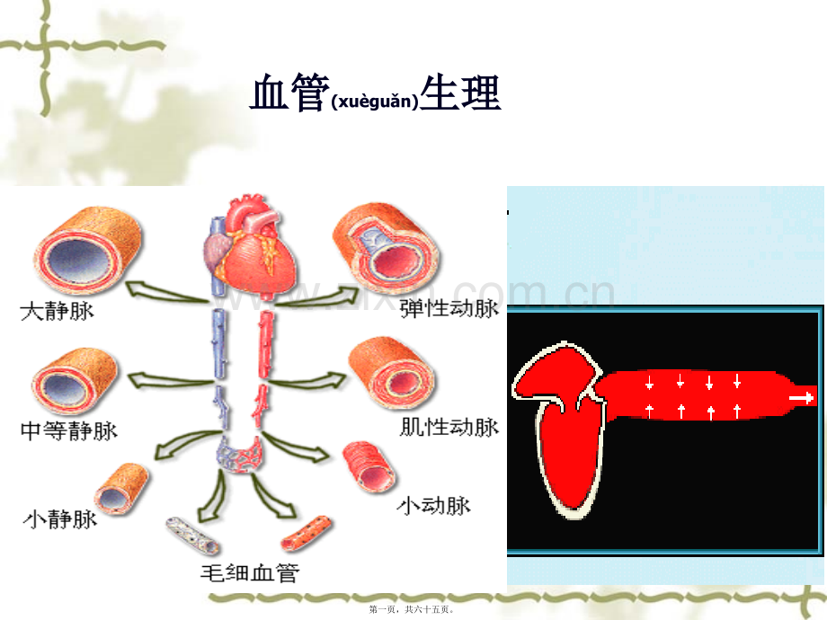 第三单元第二节--血管生理功能及心血管调节.ppt_第1页