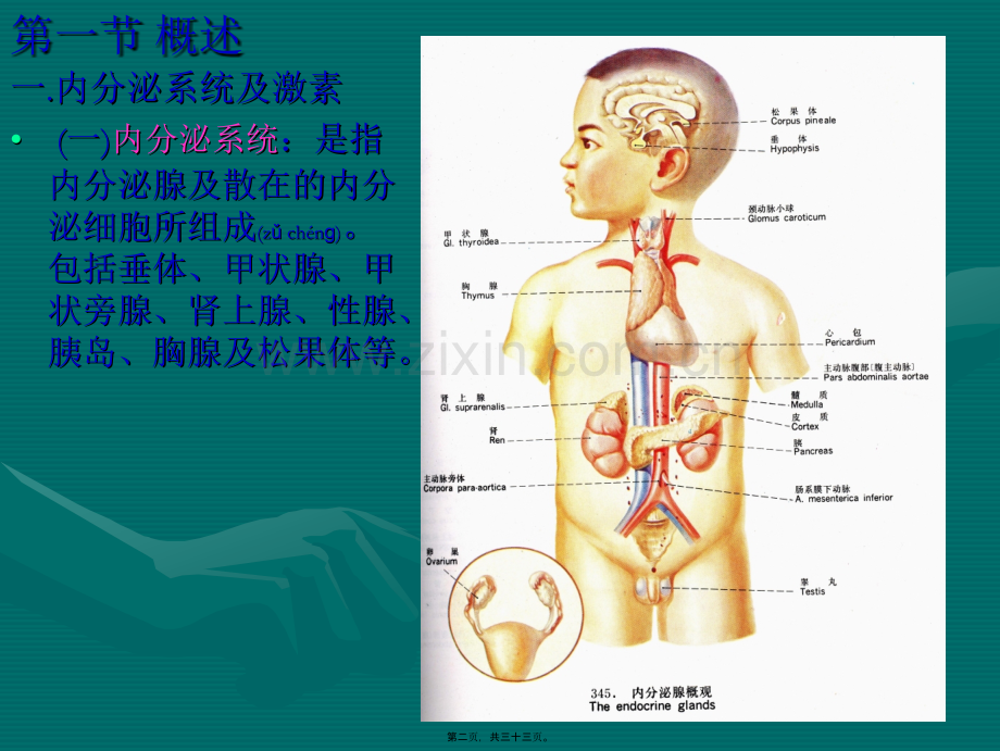 第十章--内分泌系统.ppt_第2页