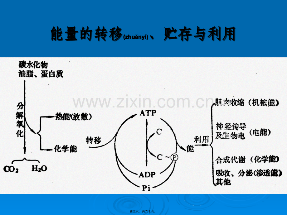 第六章-营养与能量平衡.ppt_第3页