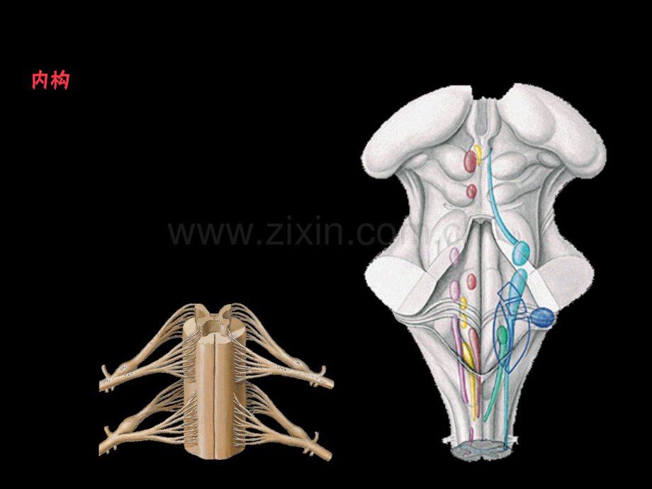 学术讨论—第十八课脑干内构一.ppt_第1页