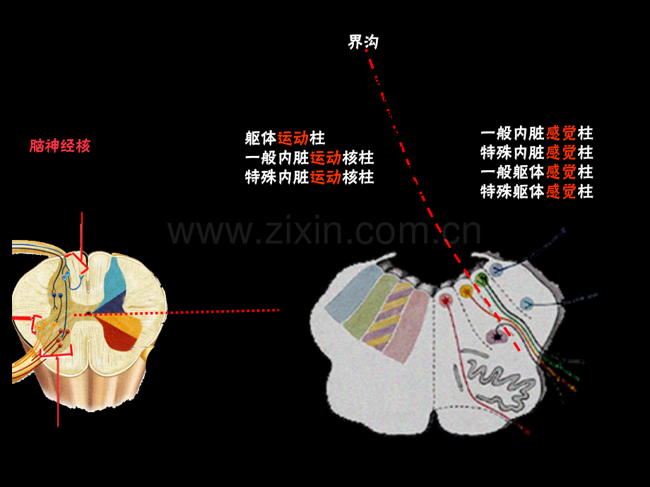 学术讨论—第十八课脑干内构一.ppt_第3页